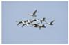 Tundra Swans in flight