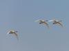 Swans coming in to land