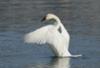 Tundra Swan near Grand Bend