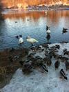 All three together (with local mallards)