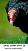 Turkey Vulture