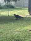 Turkey Vulture