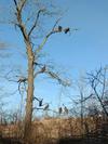 Turkey Vulture tree