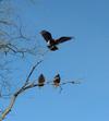 Turkey Vultures