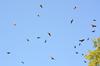 Turkey Vultures in flight