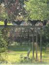Turkey Vultures hanging out in Aylmer