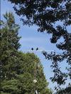 Turkey Vultures resting