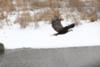 Bald Eagle in Wingham