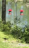 Two Indigo Buntings at the bird-feeders