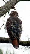 Red Tailed Hawk, Markham, Ontario