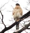 Coopers Hawk, Toronto, Ontario