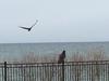 Oakville Turkey Vultures