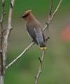 Cedar Waxwing