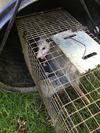 Not a Raccoon!