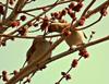 Cedar Waxwings