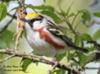 Chestnut-sided Warbler