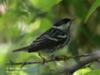 Blackpoll Warbler