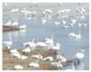 Tundra Swans - 2010