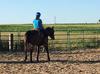 Horse Riding in Ontario