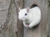 Hanover White Squirrel