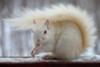 White Squirrel in Inverary