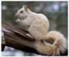 White Squirrel