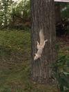 Morning Visitor - White Squirrel