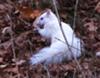 White Squirrel in High Park Toronto