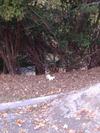 Albino Squirrel in St. Catherines Ontario