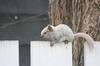 White Squirrel, Pembroke, Ontario