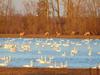 Tundra Swans and White Tailed Deer