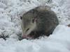 Possum in Winter