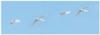 Tundra Swans
