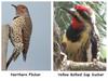 Two Ontario Woodpecker species