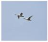 Tundra Swans in flight