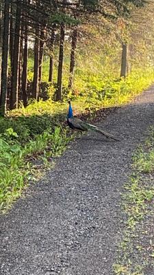 Peacock in Thunder Bay Ontario