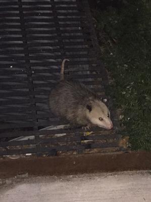 Possum in Toronto