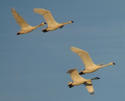 Tundra Swans in flight - courtesy of Daniel S Bennett, St Thomas, Ontario