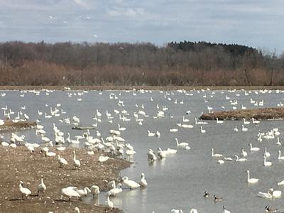 Tundra Swan Spring migration 