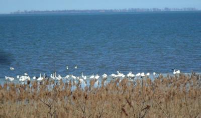 Lake Erie Tundras with Long Point in the distance