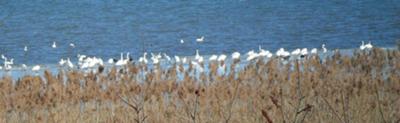 Migrating Tundra Swans