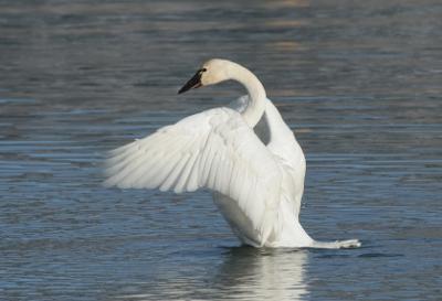 Tundra Swan near Grand Bend