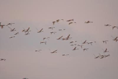 In Flight