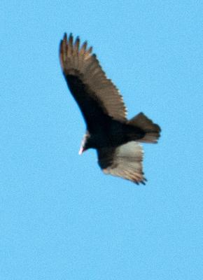 Ontario Turkey Vulture 2