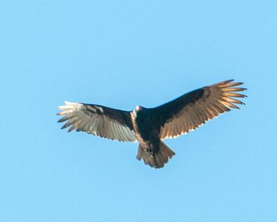 Ontario Turkey Vulture 4