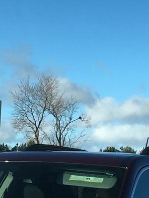 Turkey Vulture - Port Hope