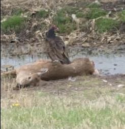 Turkey Vulture eating roadkill deer