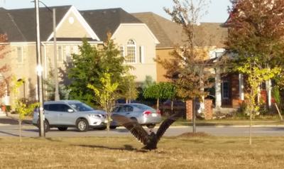 Turkey Vulture in Mississauga