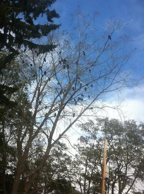 Turkey Vultures in tree - Port Stanley