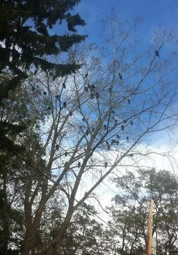 Turkey Vultures roosting in a tree, Port Stanley, Ontario, 2018